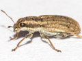 Sitona lineatus